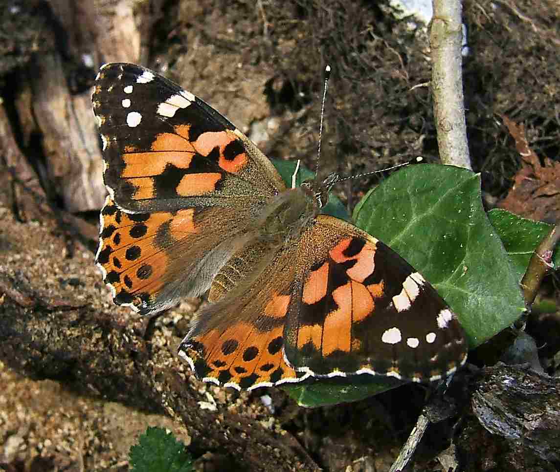 Vanessa cardui Vanessa cardui